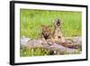 Wolves-null-Framed Photographic Print