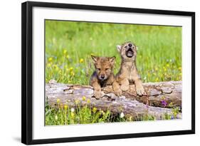 Wolves-null-Framed Photographic Print