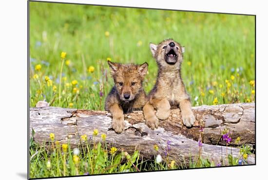 Wolves-null-Mounted Photographic Print