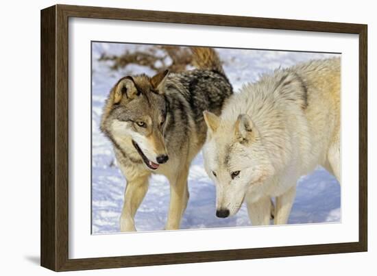 Wolves-null-Framed Photographic Print