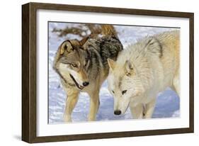 Wolves-null-Framed Photographic Print