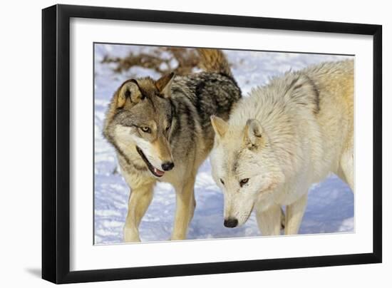 Wolves-null-Framed Photographic Print