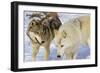 Wolves-null-Framed Photographic Print