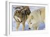 Wolves-null-Framed Photographic Print