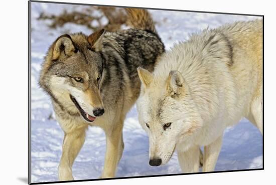 Wolves-null-Mounted Photographic Print