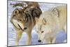 Wolves-null-Mounted Photographic Print