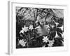 Woman Among White Lilies-Philip Gendreau-Framed Photographic Print