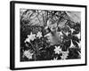 Woman Among White Lilies-Philip Gendreau-Framed Photographic Print