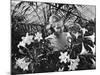 Woman Among White Lilies-Philip Gendreau-Mounted Photographic Print