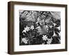 Woman Among White Lilies-Philip Gendreau-Framed Photographic Print