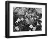 Woman Among White Lilies-Philip Gendreau-Framed Photographic Print