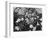 Woman Among White Lilies-Philip Gendreau-Framed Photographic Print