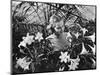 Woman Among White Lilies-Philip Gendreau-Mounted Photographic Print