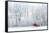 Woman and Her Horse Cantering in Fresh Snow in Christmas Morning-horsemen-Framed Stretched Canvas