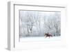 Woman and Her Horse Cantering in Fresh Snow in Christmas Morning-horsemen-Framed Photographic Print