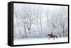 Woman and Her Horse Cantering in Fresh Snow in Christmas Morning-horsemen-Framed Stretched Canvas