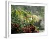 Woman at Tabacon Hot Springs near Arenal Volcano, Costa Rica-Stuart Westmoreland-Framed Photographic Print