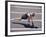 Woman at the Starting Pose on a Running Track-null-Framed Photographic Print