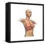 Woman Body Midsection with Interior Organs Superimposed-null-Framed Stretched Canvas