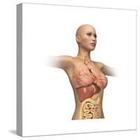 Woman Body Midsection with Interior Organs Superimposed-null-Stretched Canvas