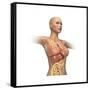 Woman Body Midsection with Interior Organs Superimposed-null-Framed Stretched Canvas