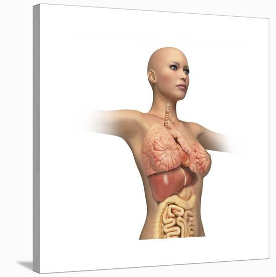 Woman Body Midsection with Interior Organs Superimposed-null-Stretched Canvas