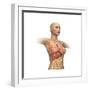 Woman Body Midsection with Interior Organs Superimposed-null-Framed Premium Giclee Print