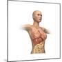 Woman Body Midsection with Interior Organs Superimposed-null-Mounted Premium Giclee Print