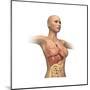 Woman Body Midsection with Interior Organs Superimposed-null-Mounted Art Print