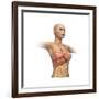 Woman Body Midsection with Interior Organs Superimposed-null-Framed Art Print