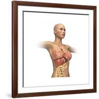 Woman Body Midsection with Interior Organs Superimposed-null-Framed Art Print