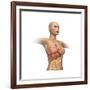 Woman Body Midsection with Interior Organs Superimposed-null-Framed Art Print