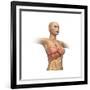 Woman Body Midsection with Interior Organs Superimposed-null-Framed Art Print