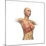 Woman Body Midsection with Interior Organs Superimposed-null-Mounted Art Print