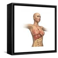 Woman Body Midsection with Interior Organs Superimposed-null-Framed Stretched Canvas