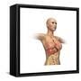 Woman Body Midsection with Interior Organs Superimposed-null-Framed Stretched Canvas