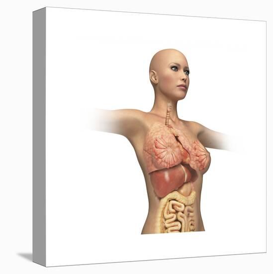 Woman Body Midsection with Interior Organs Superimposed-null-Stretched Canvas
