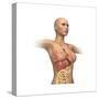 Woman Body Midsection with Interior Organs Superimposed-null-Stretched Canvas