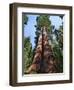 Woman by Sequoia, Yosemite National Park, California, USA-Mark Williford-Framed Photographic Print