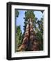 Woman by Sequoia, Yosemite National Park, California, USA-Mark Williford-Framed Photographic Print