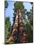 Woman by Sequoia, Yosemite National Park, California, USA-Mark Williford-Mounted Photographic Print