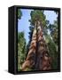 Woman by Sequoia, Yosemite National Park, California, USA-Mark Williford-Framed Stretched Canvas