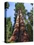 Woman by Sequoia, Yosemite National Park, California, USA-Mark Williford-Stretched Canvas