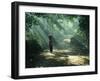 Woman Carrying Coconuts to Market, Peliatan, Bali, Indonesia, Southeast Asia-James Green-Framed Photographic Print