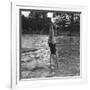 Woman Diving into a Swimming Pool, 20th Century-null-Framed Giclee Print