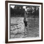 Woman Diving into a Swimming Pool, 20th Century-null-Framed Giclee Print