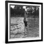 Woman Diving into a Swimming Pool, 20th Century-null-Framed Giclee Print