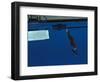 Woman Diving Off the Springboard-null-Framed Photographic Print