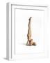 Woman Doing Gymnastics on the Floor, with Skeleton Superimposed-null-Framed Art Print