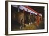 Woman Dressed in Red Walking Past Stalls of Clydesdale Horses at the Iowa State Fair, 1955-John Dominis-Framed Photographic Print